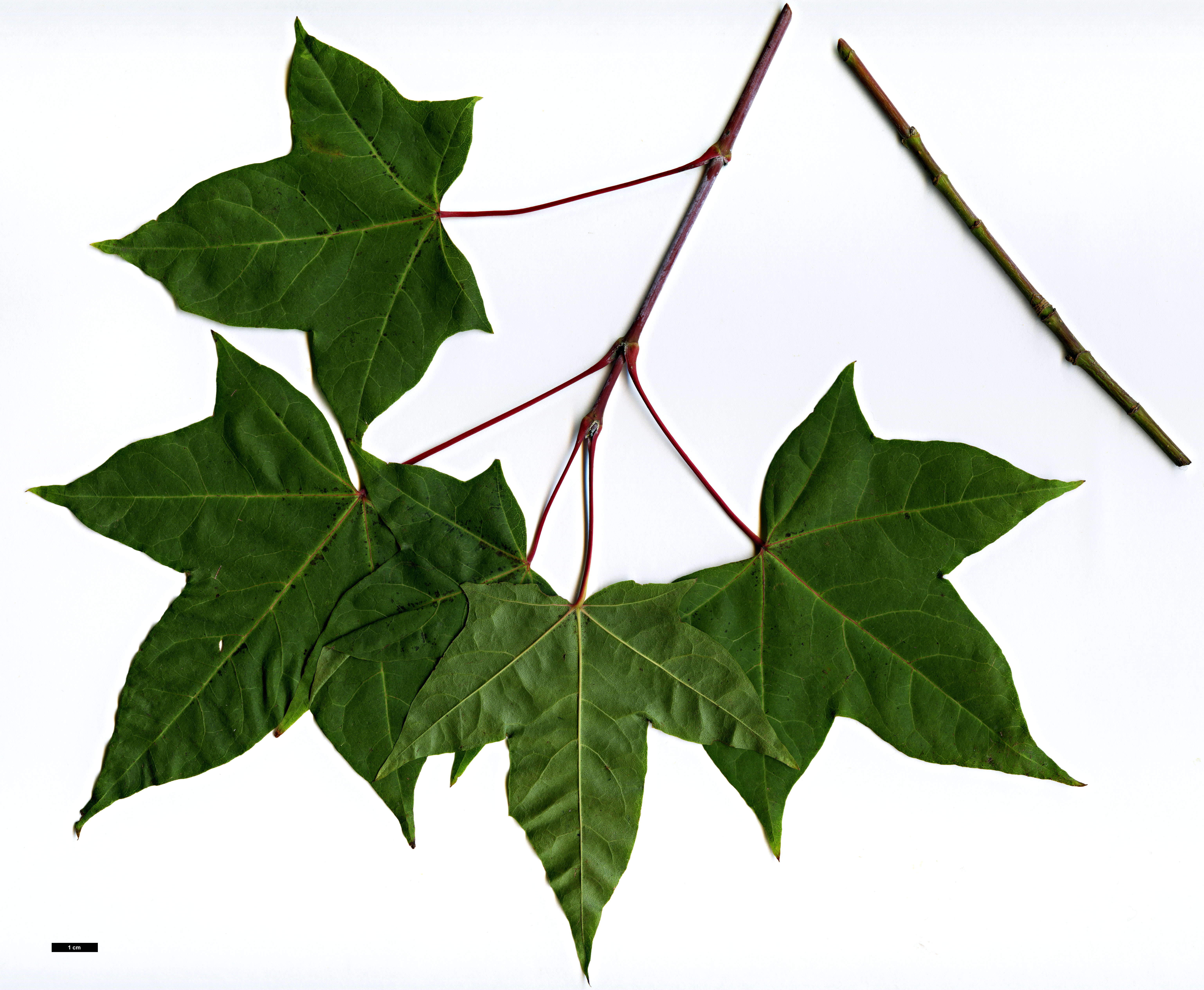 High resolution image: Family: Sapindaceae - Genus: Acer - Taxon: cappadocicum - SpeciesSub: subsp. sinicum